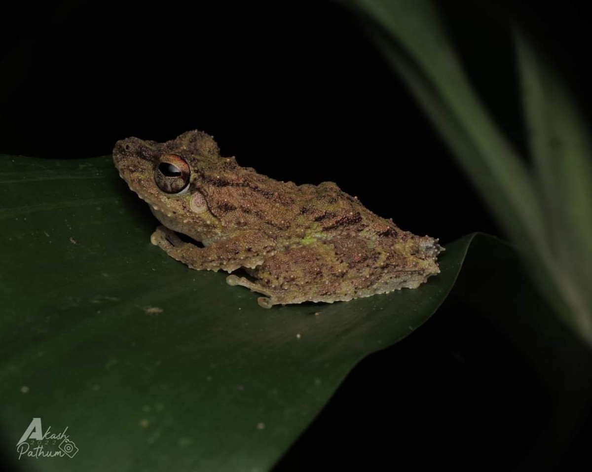 Pseudophilautus cavirostris Gunther 1869